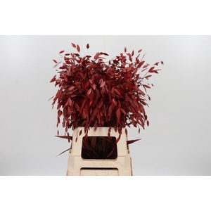 Chasmantium Kl Bh Rood