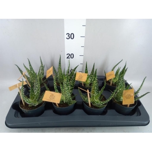 Aloe aculeata