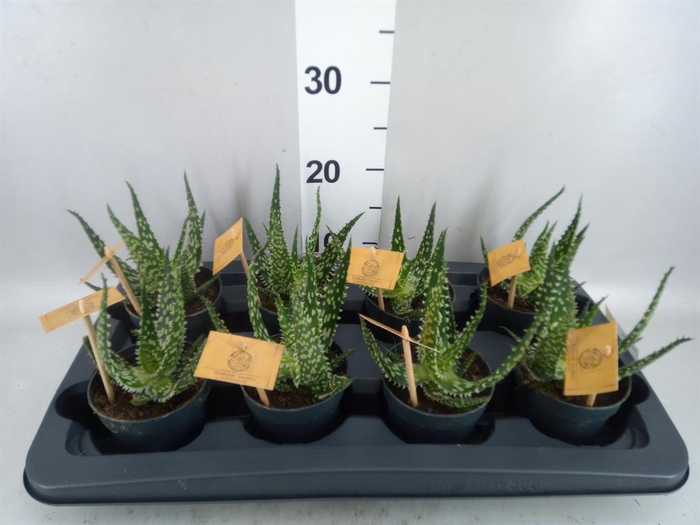 Aloe aculeata