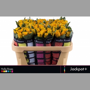 R GR JACKPOT+