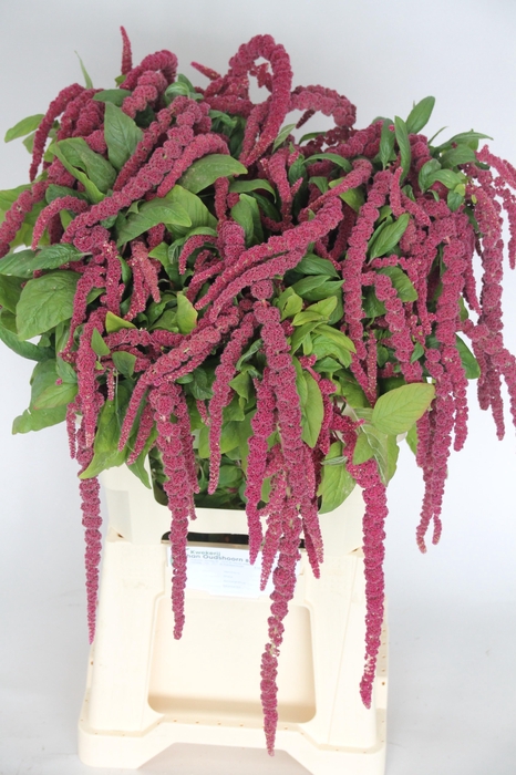<h4>AMAR CA RED CORD</h4>