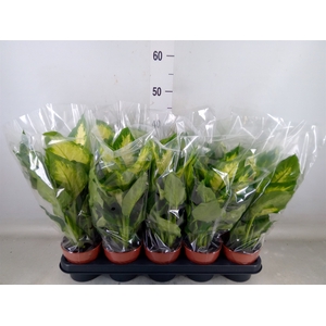 Dieffenbachia  'Camilla'