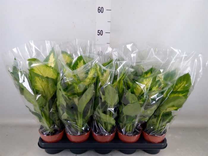 <h4>Dieffenbachia  'Camilla'</h4>