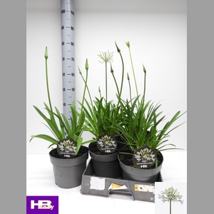 AGAPA HENRYS WHITE