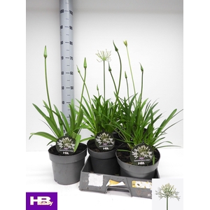 AGAPA HENRYS WHITE