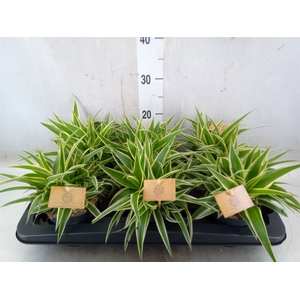 Chlorophytum com. 'Ocean'