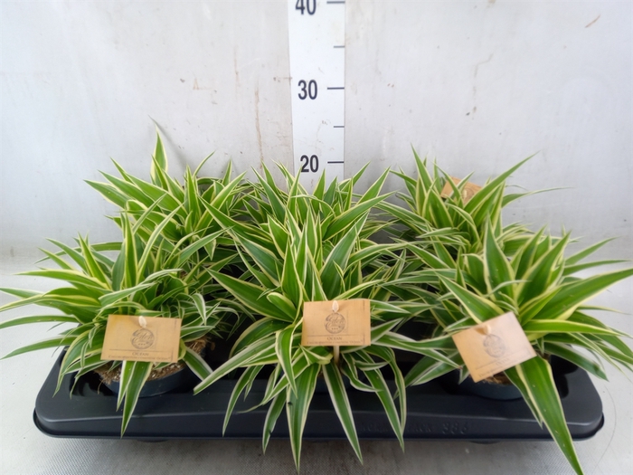<h4>Chlorophytum com. 'Ocean'</h4>
