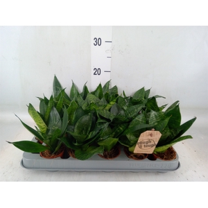 Sansevieria trifa. 'Hahnii'