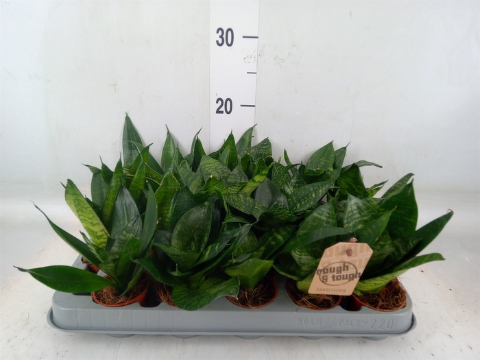 <h4>Sansevieria trifa. 'Hahnii'</h4>