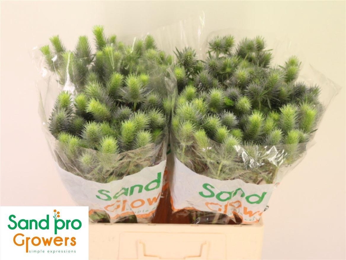 Eryn Pacifi Blue Sky