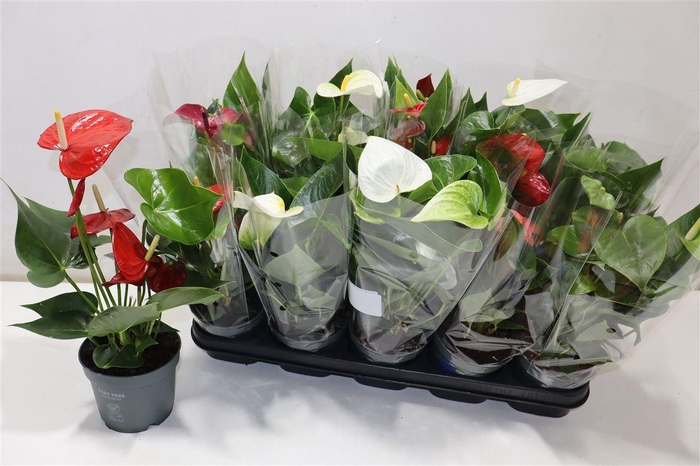 <h4>arr8 Anthu An Gem</h4>