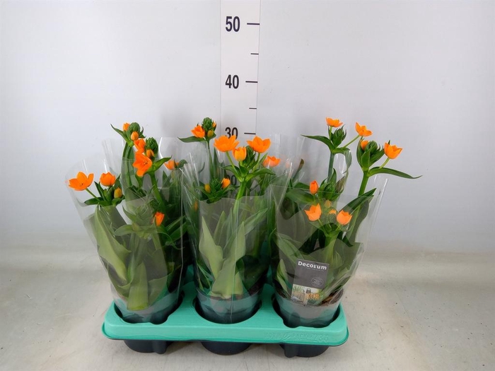 <h4>Ornithogalum dubium</h4>