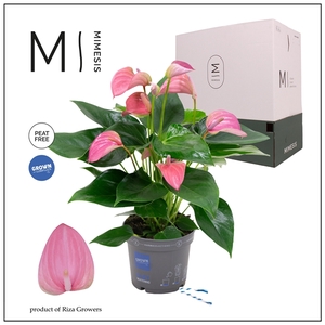 Mimesis Anthurium KARMA Joli - 12cm