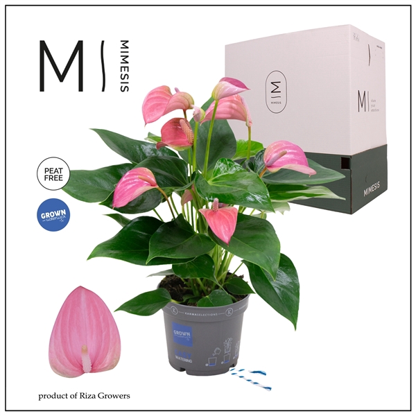 <h4>Mimesis Anthurium KARMA Joli - 12cm</h4>