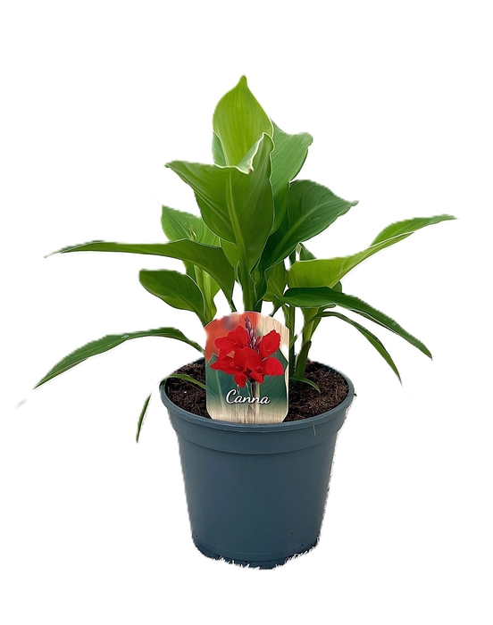 <h4>Canna Kreta Zonder Bloem p 17</h4>