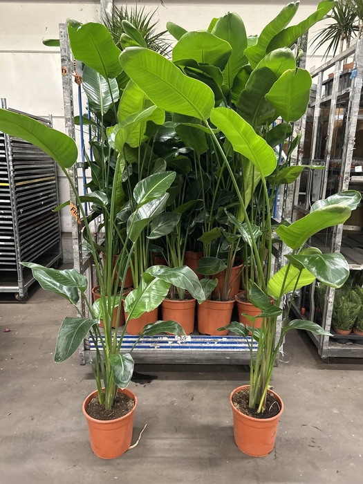 <h4>STRELITZIA NICOLAI</h4>