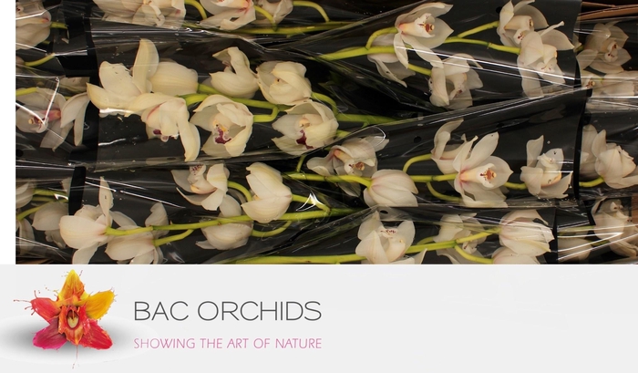 <h4>CYMB T MELINE</h4>