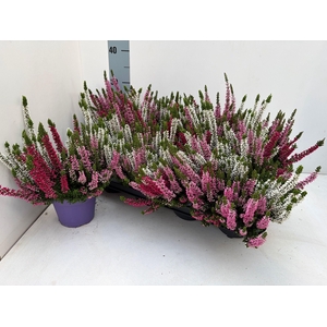 CALLU BL AMETIE GEM