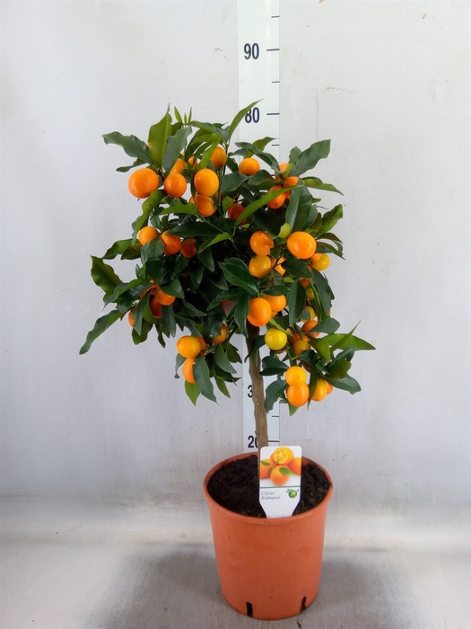 <h4>Citrus   ...</h4>