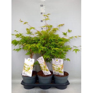 Acer palmatum 'Sangokaku'