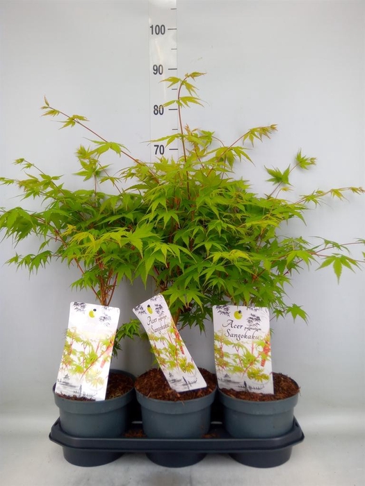 <h4>Acer palmatum 'Sangokaku'</h4>