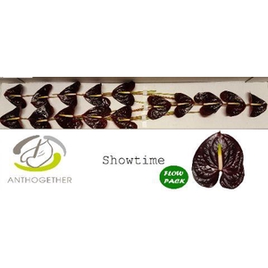 Anthurium Showtime