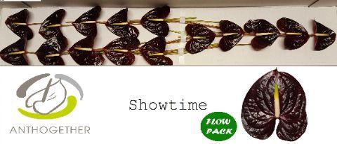 <h4>ANTH A SHOWTIME 15 Flow Pack</h4>