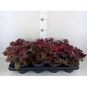 Heuchera   ...