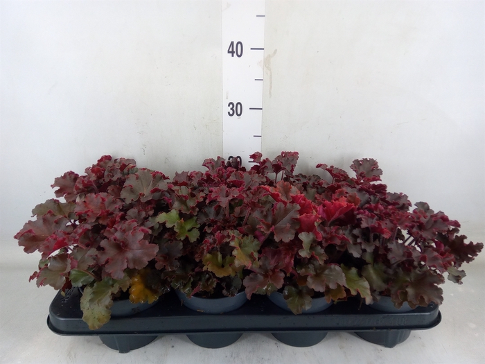 <h4>Heuchera   ...</h4>