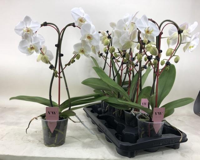 <h4>PHAL AN LEEDS</h4>