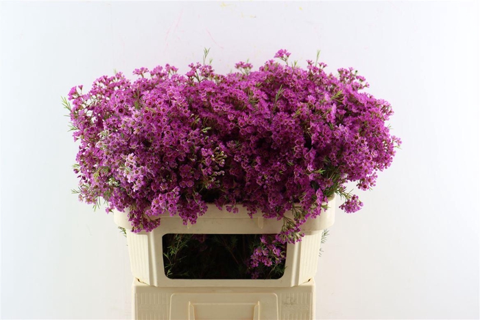 <h4>Chame Un Ariel Purple</h4>