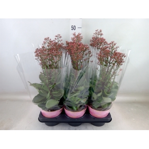 Kalanchoe  'WildFlow Surp Canyon'