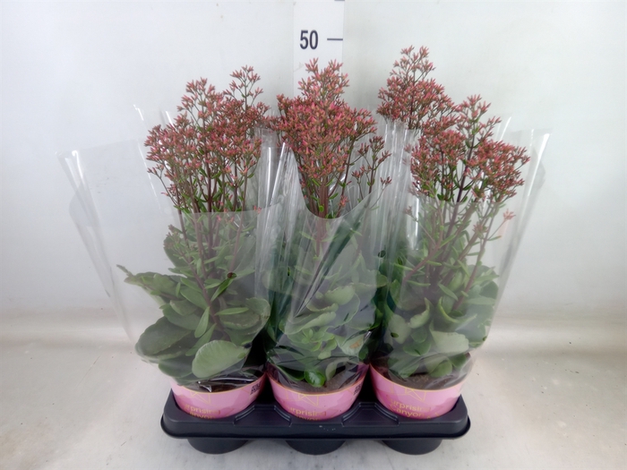 <h4>Kalanchoe  'WildFlow Surp Canyon'</h4>