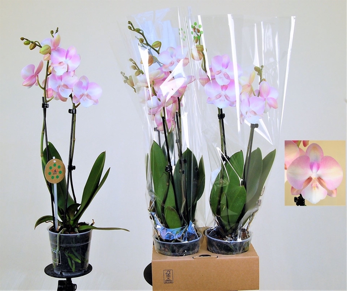 <h4>Phalaenopsis   ...orange</h4>