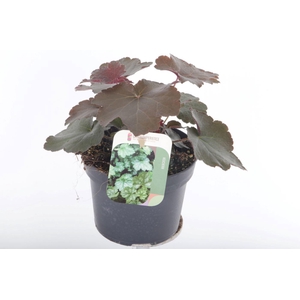 Heuchera micr. Palace Purple