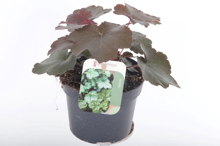 <h4>Heuchera micr. Palace Purple</h4>
