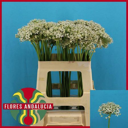 <h4>Allium Nigrum</h4>