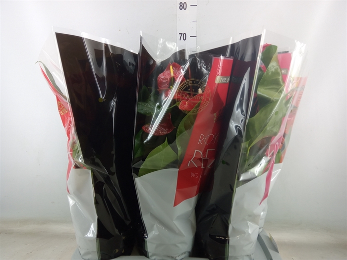 <h4>Anthurium   ...mix</h4>