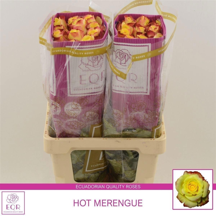 <h4>R GR HOT MERENGUE+</h4>