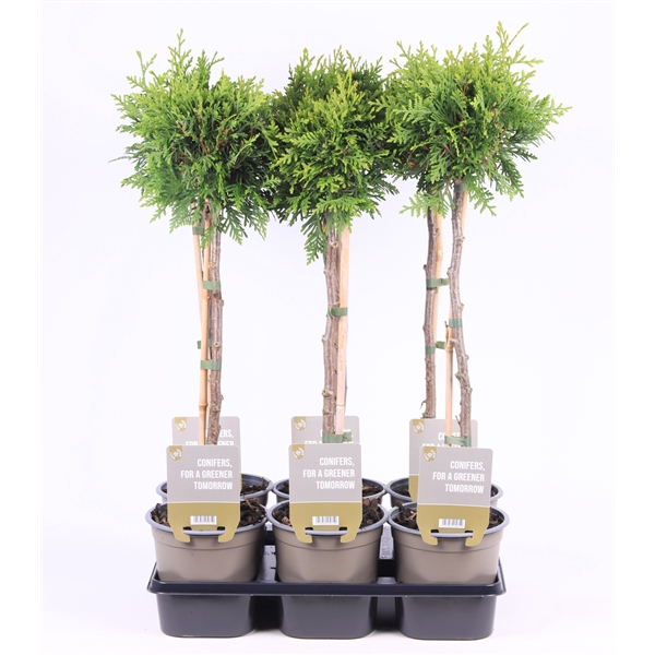 <h4>Thuja occ. 'Brabant' - op stam P15</h4>