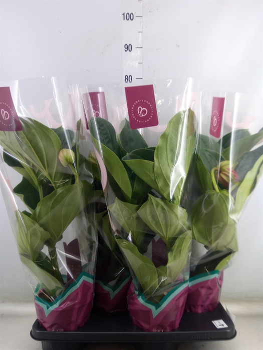 <h4>Medinilla magnifica 'Flamenco'</h4>