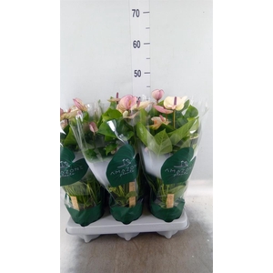Anthurium andr. 'Laguna'