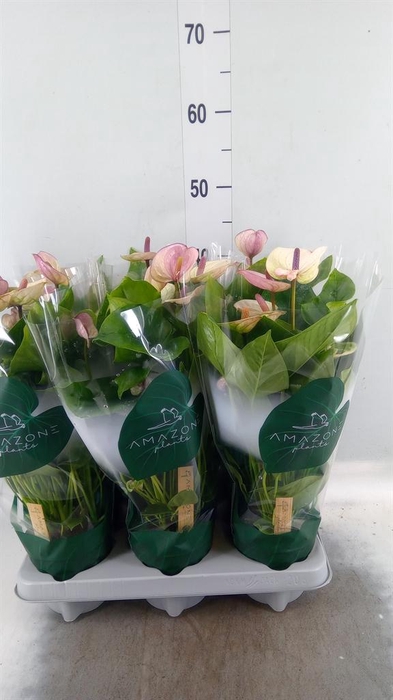 <h4>Anthurium andr. 'Laguna'</h4>