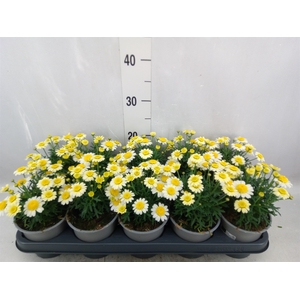 Argyranthemum  'La Rita Dbl Yellow'