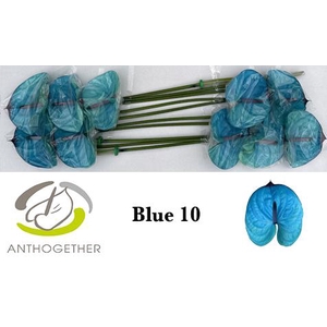 Anthurium Anth A Ov Klb H