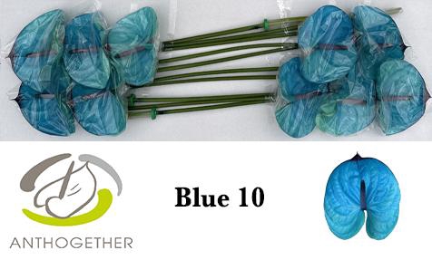 <h4>Anthurium Anth A Ov Klb H</h4>
