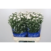 Aster Cassy