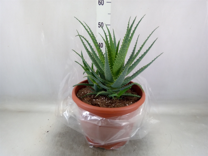 <h4>Aloe arborescens</h4>