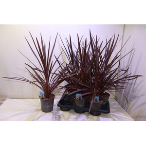 arr8 Cord Aus Red Star