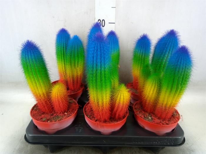 <h4>Cactus   ...</h4>